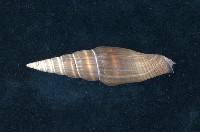 藏品(中華銀蛤)的圖片